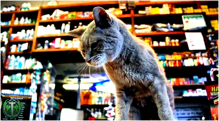 В одному містечку на Алясці колись мером був кіт.