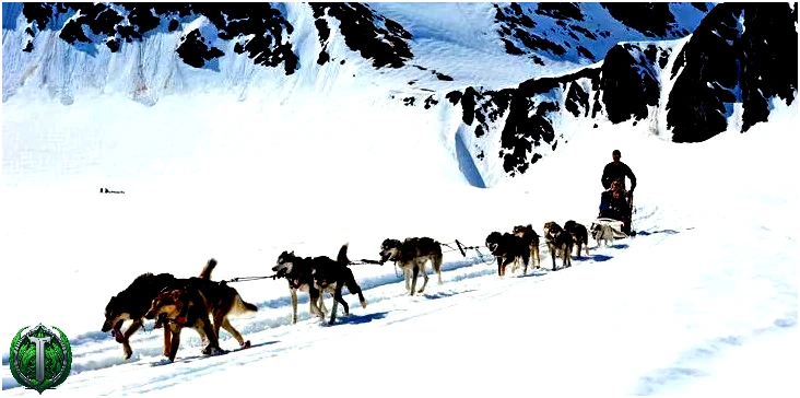 Катання на собачих упряжках - офіційний вид спорту на Алясці.