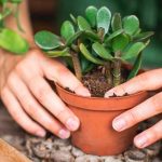 Поради щодо догляду за рослиною грошового дерева в домашніх умовах