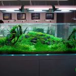 Такаші Амано: японський майстер акваскейпу