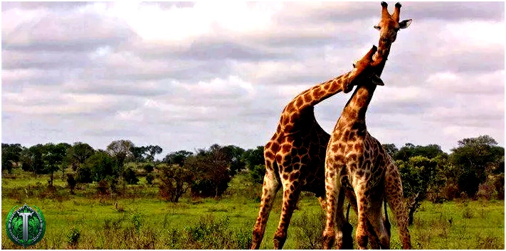 Факти про жирафів