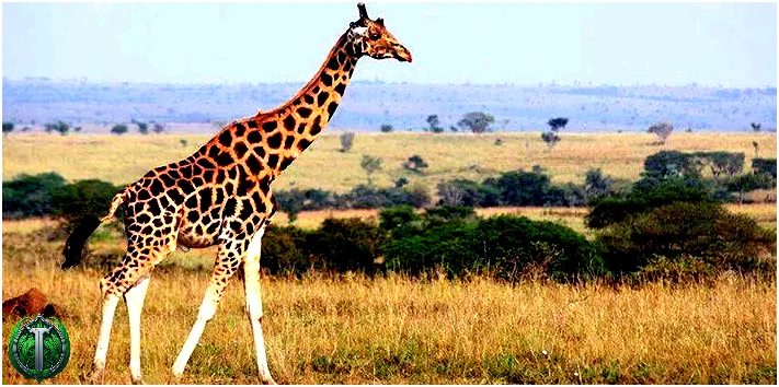 Випадкові факти про жирафів