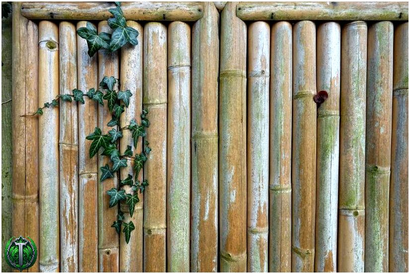 Бамбуковий паркан