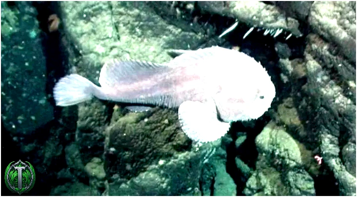 Риби-пухирці були визнані найпотворнішими істотами на землі