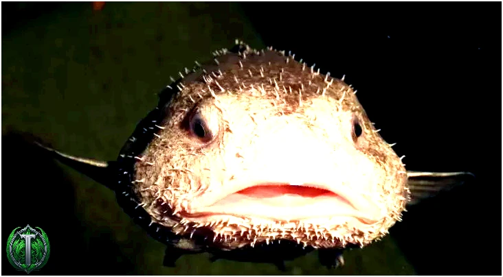 Риби-пухирці не мають зубів