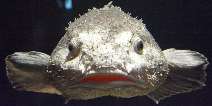 9 дивних фактів про рибу-кулянку, які ви повинні знати