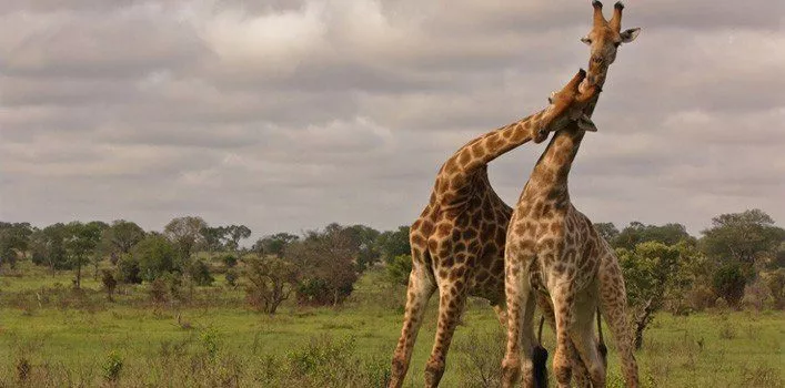 30 найнесподіваніших фактів про жирафів