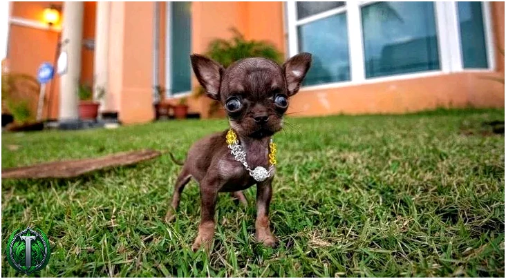 Міллі - найменша собака у світі