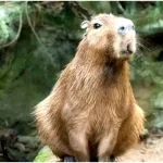 Капібара. 20 цікавих фактів про капібар