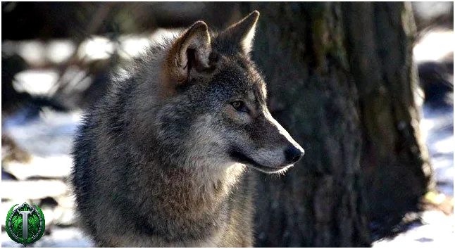 30 цікавих фактів про вовків