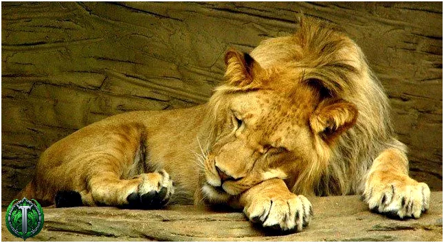 30 фактів про левів – рик 30 фактів про левів