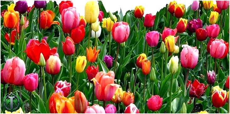 Різні кольори тюльпанів мають різні значення.