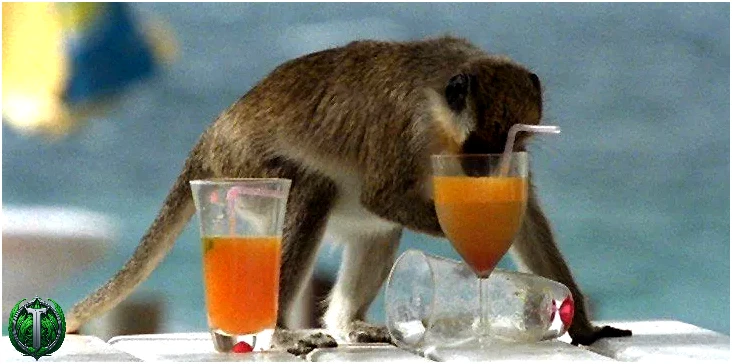 Пьяные обезьяны Сент-Китс