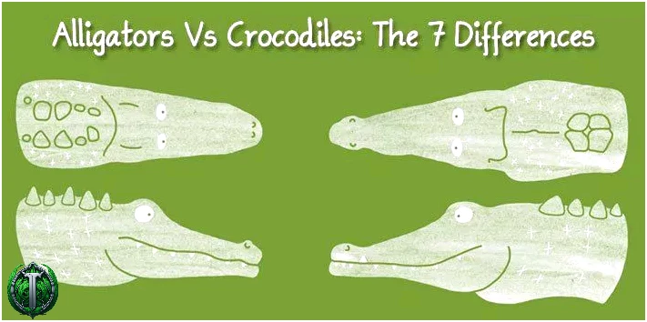 Алігатори проти крокодилів: 7 відмінностей
