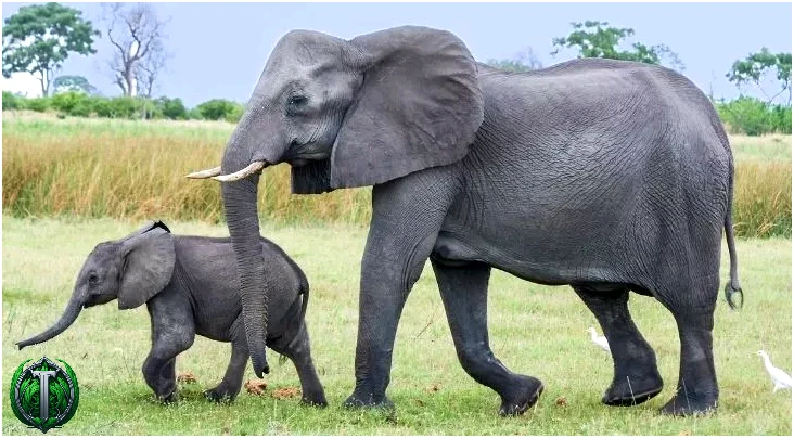 Молодий і старший слон на прогулянці.