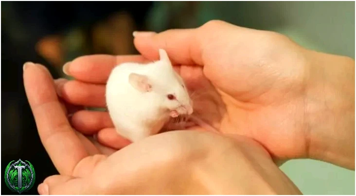 Маленька біла миша на чиїхось руках. 