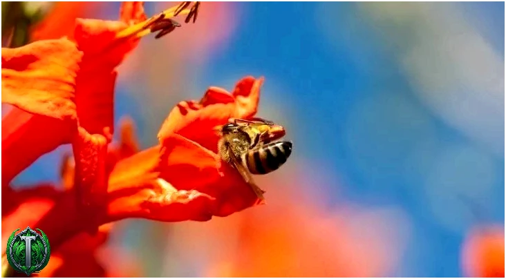 Бджола на квітці.