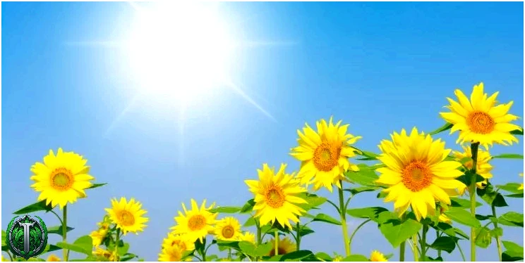 Чому соняшники повертаються обличчям до сонця