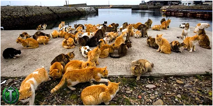 Місцеві коти Японії