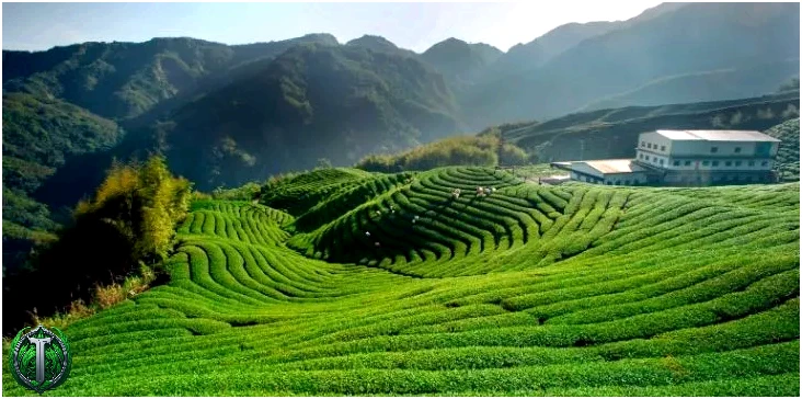 Плантація зеленого чаю в Китаї 
