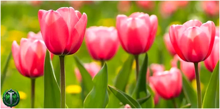 Тюльпаноманія – коли в Голландії за квіти купували будинки