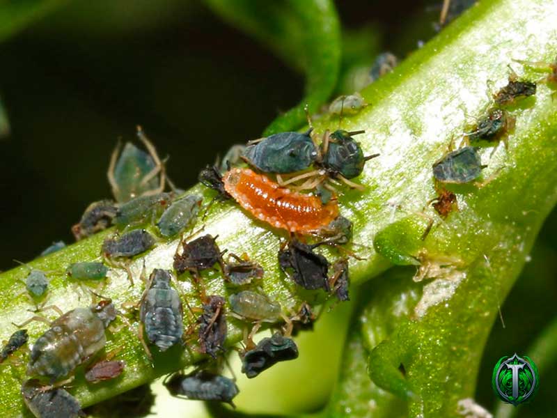 19 корисних комах для захисту та здоров'я саду - як їх привабити