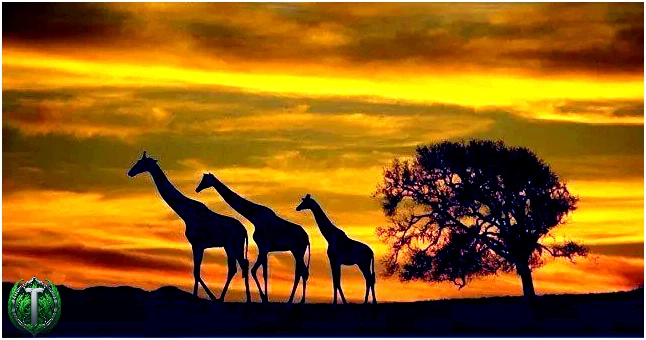 Група жирафів