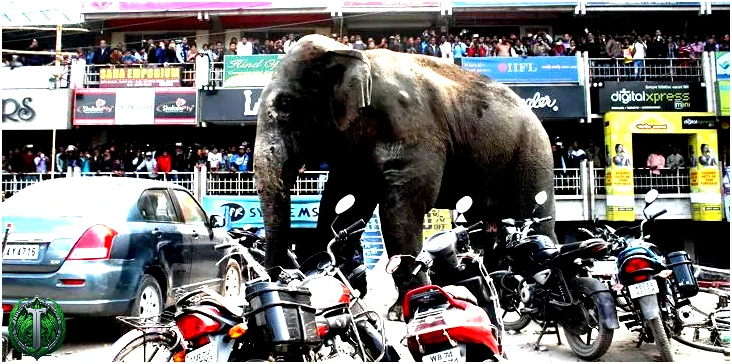 Слон на волі в Індії