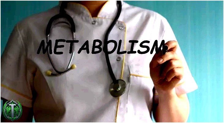 Існує два процеси метаболізму