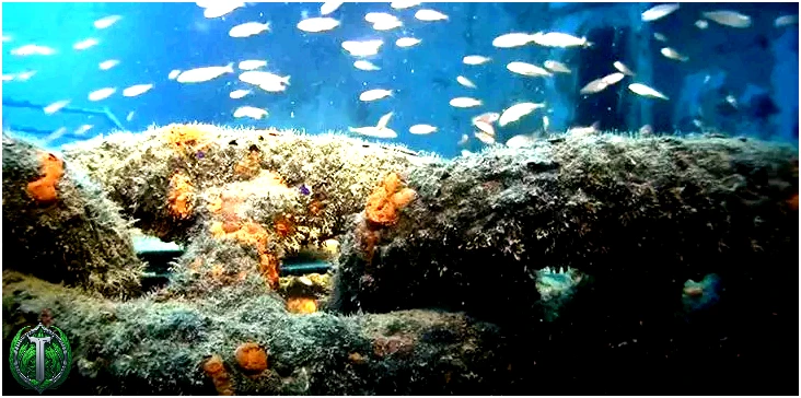 Риби Великого Кар'єрного рифу