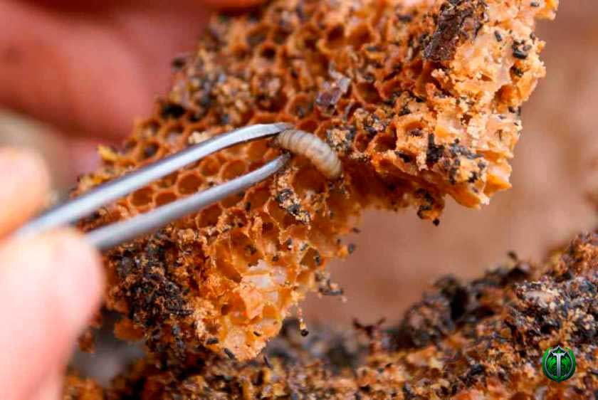Золото бджільництва: екстракт личинок воскової молі – ключ до вашого здоров’я