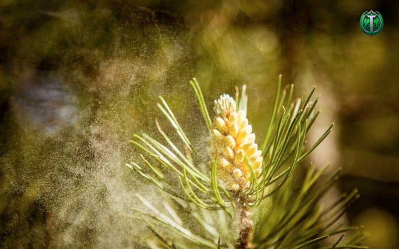 Сосновая пыльца: природный эликсир борьбы с туберкулезом