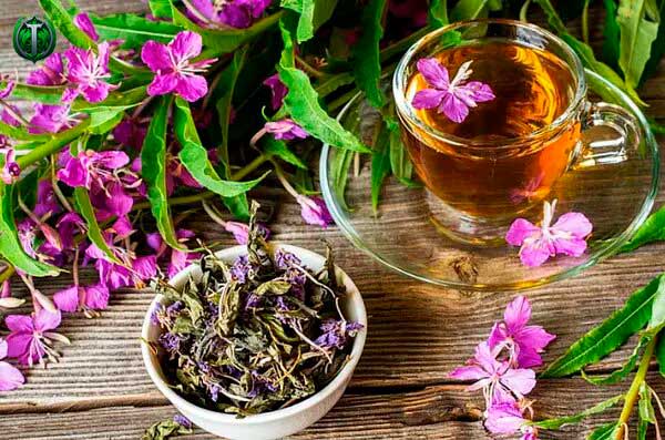 Иван-чай и его благотворное влияние на здоровье