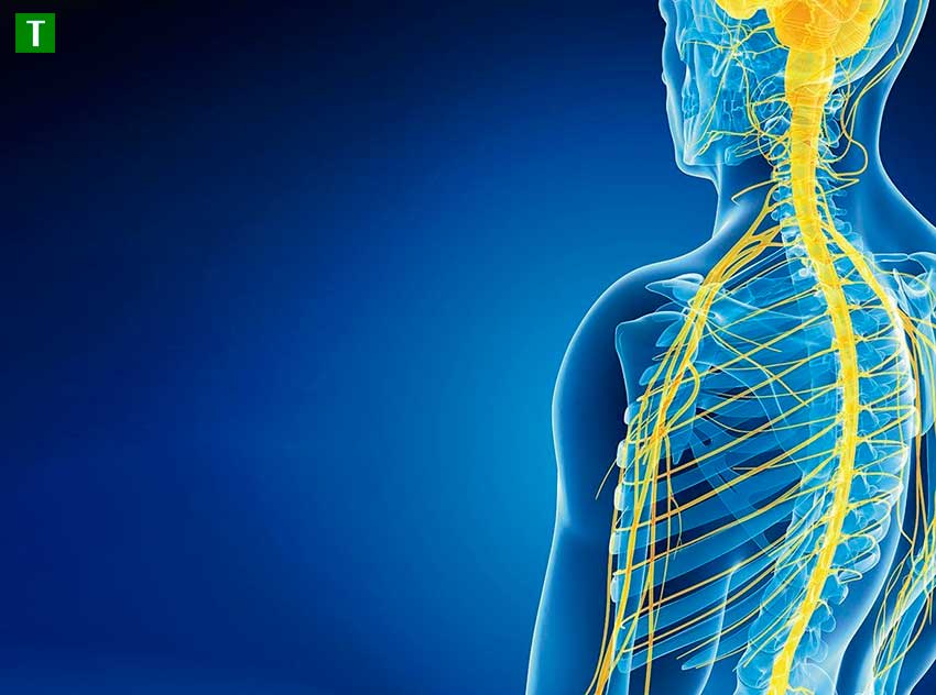 Как успокоить нервы и улучшить нервную систему