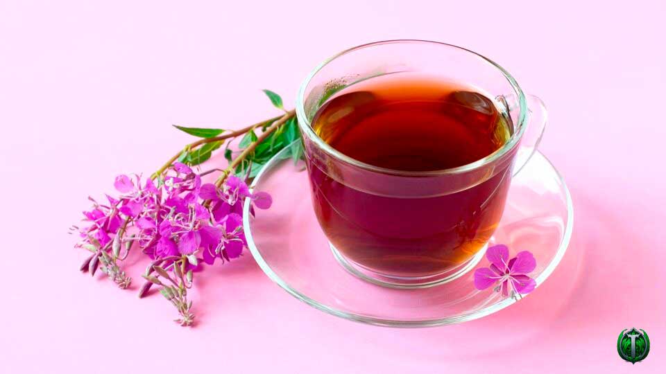 Иван-чай с эхинацеей: лечебный чай для иммунной системы