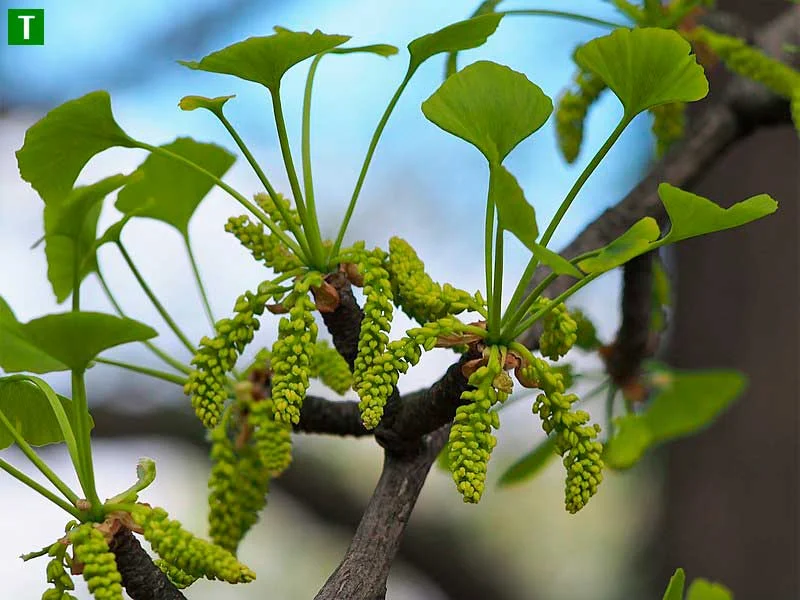 Гинкго билоба: дерево молодости и здоровья