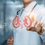 Мужская мочеполовая система: все, что вам нужно знать