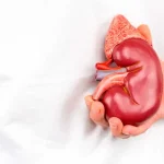 Почки: жизненно важные органы, которые нужно беречь