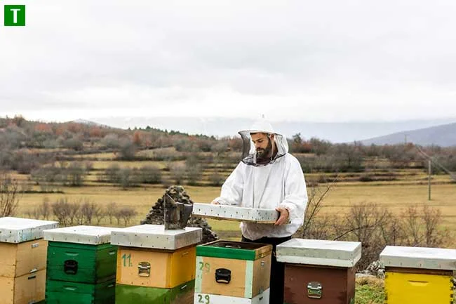 Первые шаги в пчеловодстве