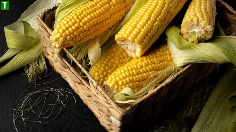 Ринок кукурудзи в Україні: аналіз тенденцій та перспектив