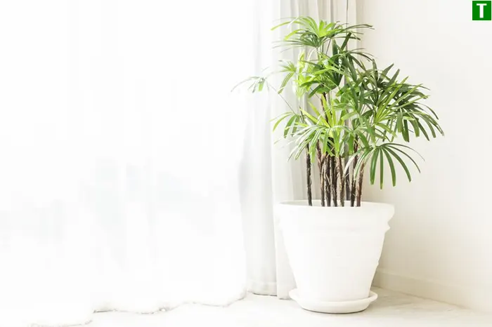 догляд за пальмою